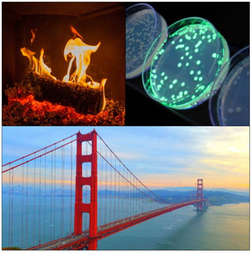 três imagens, 1 sobre o fogo, a segunda foto de microorganismo, e o terceiro uma paisagem.