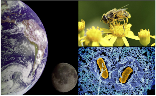 uma foto da Terra, outro de abelha e outro uma imagme no microoscópio.