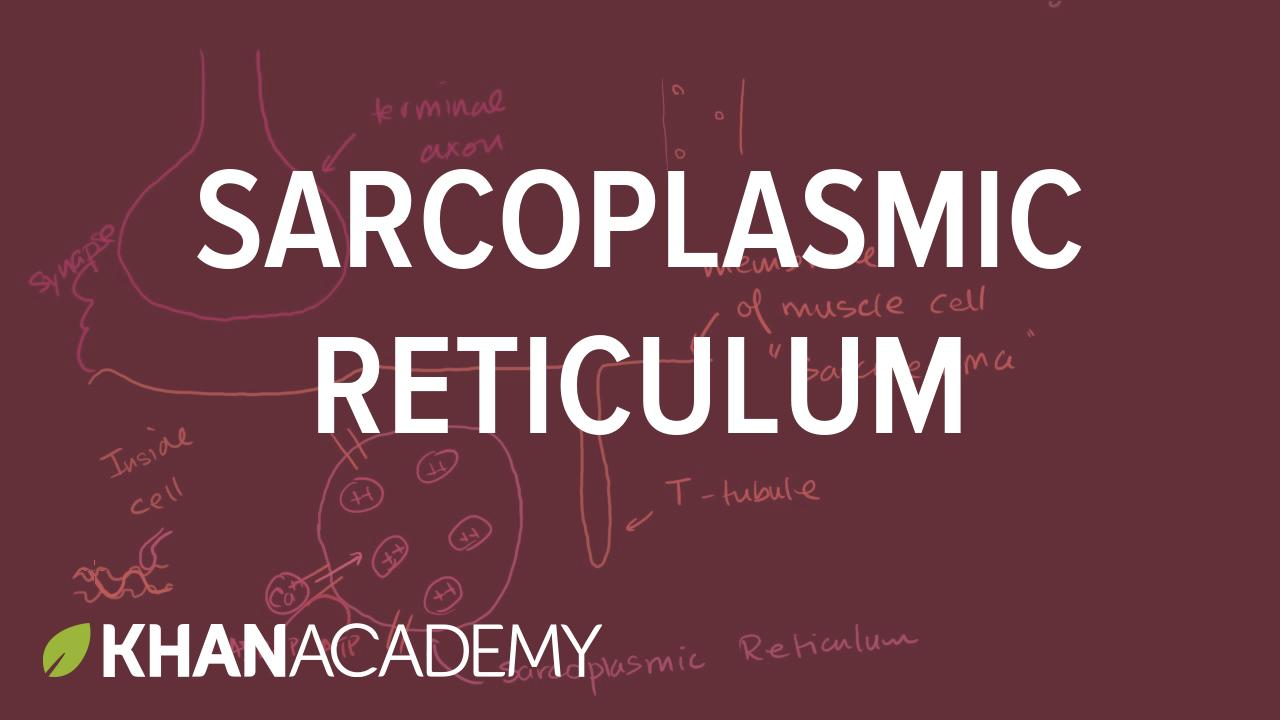 Sample thumbnail for the science video about sarcoplasmic reticulum